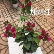 《三角梅》三角梅基地/品种齐全/颜色都有/基地直发