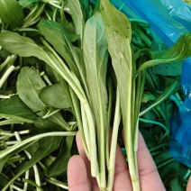 新鲜采摘马兰头大叶粗马兰头