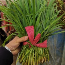 大叶韭菜上市了，有需要的，电商，市场，食品厂要韭菜的联系