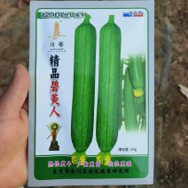 精品碧美人丝瓜种子多年杂交培育油亮丝瓜新品连续坐果力强