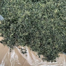 云南蒲公英茶颜色绿新货无碎泡茶新茶农产品大货批发