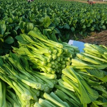 甜菜心（头批采摘)