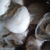 大量供应新鲜白灵菇黄金针菇