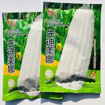 帮达先迪美娜白甜糯玉米种子春秋播种矮杆大棒鲜食加甜糯玉米