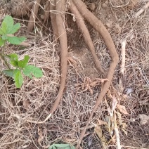 广西黄心面包木薯