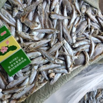 小白条饲料白条鱼喂娃娃鱼甲鱼饵料鱼饲料鱼