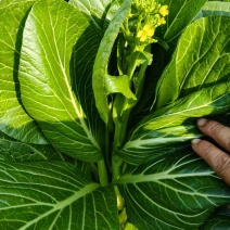 [牛]湖南一手货源菜苔对接全国市场价格美丽质量好走货快欢迎询价