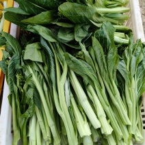 [牛]湖南整车有货菜苔对接全国市场价格美丽质量好走货快欢迎询价