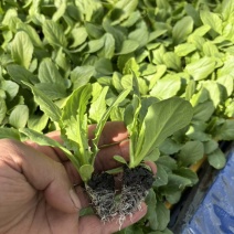 油麦菜苗自家育苗基地/根系发达成活率高/免费提供种植技术
