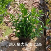 满天星支持视频看货诚信经营价格实惠