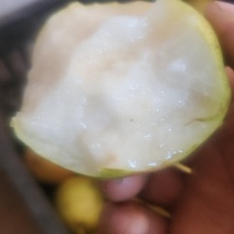 冬果梨