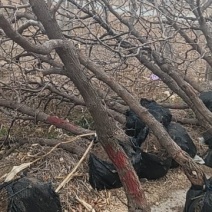 冬枣树苗