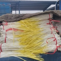 精品蒜黄大量有货，一手货源，，质量保证。
