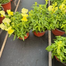 观花植物金鱼草180杯、基地有量，欢迎来一亩田认购。
