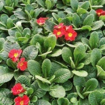 观花植物报春花120杯、180杯，基地有量，欢迎来订购。