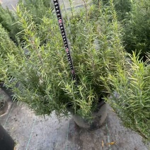 观花、观叶植物迷迭香120杯、1加仑、2加仑欢迎订购。