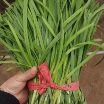 大叶韭菜