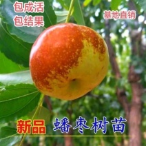 蟠枣苗，山东枣苗基地原产地发苗品种纯正