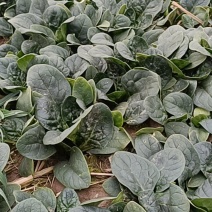 河南周口扶沟趴地菠菜120亩