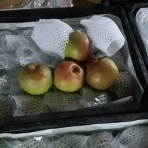 玉露香梨