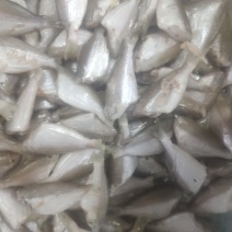 茶鱼