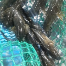 虎头鲨产量高收益稳定