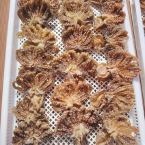 东山岛海鲜干品