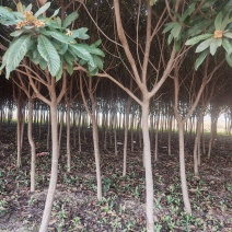 枇杷树绿化苗木基地种植