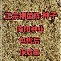 正宗茵陈种子白蒿种子绵茵陈种子茵陈籽提供种植技术出芽率高