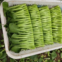 广东菜心。