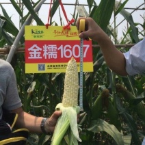 早熟大棒金糯1607甜糯玉米国审20200485
