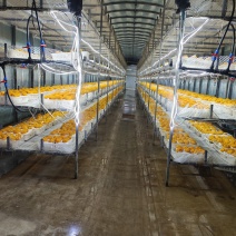 金耳菌鲜品