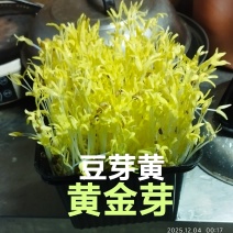 新款菜品上市：豆芽黄/黄金芽（口感：清脆爽口、香甜滑口）