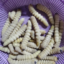 木虫—冰鲜木虫，大个头，一斤30条