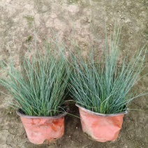 水生植物蓝羊茅120杯、1加仑，基在有量，欢迎来一亩田订