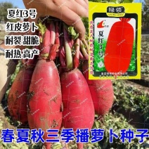 绿领夏红3号红皮白肉萝卜种子优质高产耐热耐湿萝卜商品性好