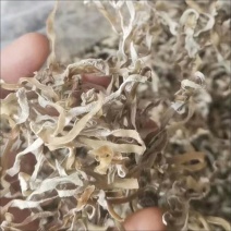 白玉丝木耳白竹耳白木耳兔耳菌大白竹菇