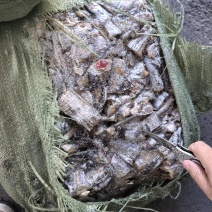 带鱼肚段，破腹段饲料