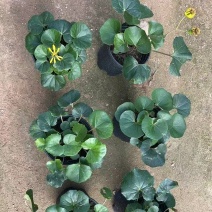 大吴风草盆栽一加仑盆栽福建苗木基地批发现货供应