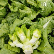 四川省德阳市儿菜基地种植基地，支持做毛菜，净菜，加工菜