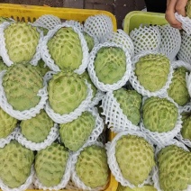 凤梨释迦