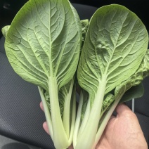 广东精品黑叶菜《黑叶白》黑叶白菜常年大量供应