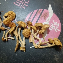 精品去根滑子菇，滑子蘑，福建古田食用菌批发市场