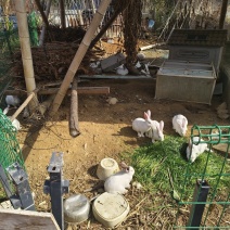自家散养兔