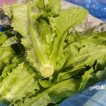 精品油麦，颜色漂亮，一手货源，产地直发