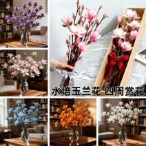 水培玉兰花耐寒鲜枝浓香型枝带室内耐寒花卉绿植招财