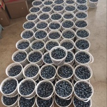 [牛]云南花香蓝莓，产地直供，量大从优，欢迎采购