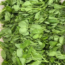 精品豌豆尖，一叶一心