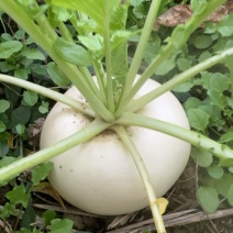 江西永丰盘菜、扁萝卜