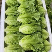 A级意大利生菜
